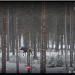 Skärmdump från SVT:s Den stora älgvandringen